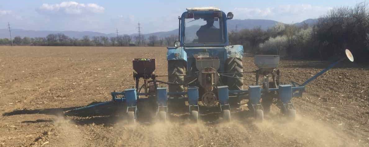 Сівба кукурудзи пройшла за планом